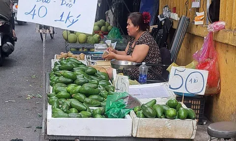 Giá bơ đầu mùa tăng gấp đôi, cảnh báo tình trạng thu hoạch non