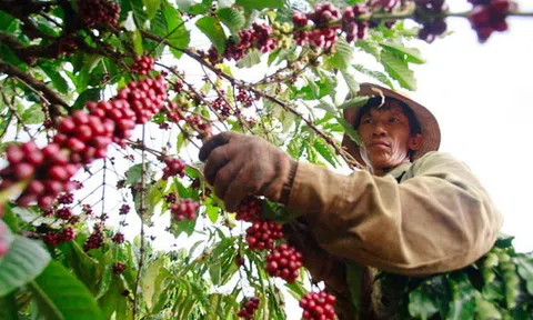 Thúc đẩy chế biến sâu để tạo giá trị gia tăng cho cà phê đặc sản