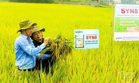 Ứng dụng khoa học công nghệ lai tạo giống lúa chất lượng cao