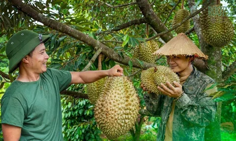 Thủ tướng chỉ đạo tái cơ cấu sản xuất, thúc đẩy xuất khẩu sầu riêng bền vững