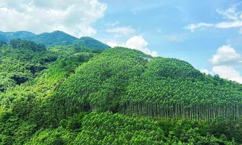Thị trường các-bon: Nền tảng hiện thực hóa cam kết phát thải ròng bằng “0”