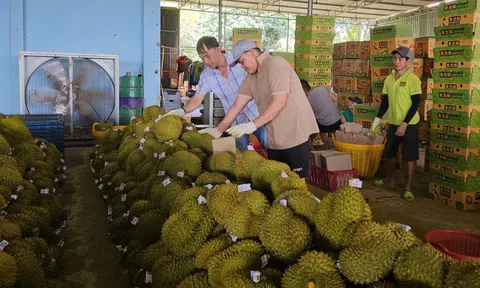 Cadimi trong sầu riêng: Bộ Nông nghiệp và Môi trường vào cuộc rà soát phân bón nhập khẩu