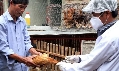 Chính sách mới nhất về hỗ trợ cơ sở sản xuất có động vật buộc phải tiêu hủy do dịch bệnh