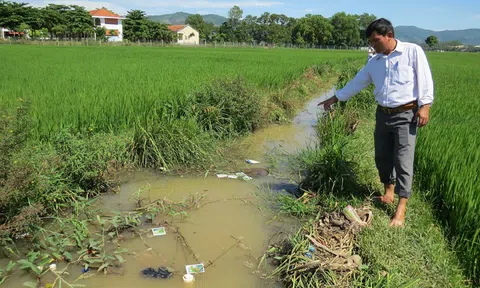 Sử dụng thuốc bảo vệ thực vật gây hậu quả nghiêm trọng có thể bị phạt tù