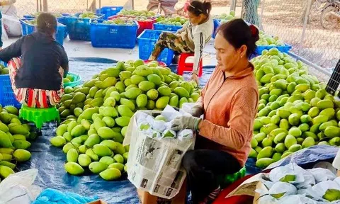 Xoài Việt "ghi điểm" tại nhiều thị trường khó tính trên thế giới