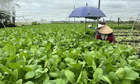 Việt Nam - Hà Lan hợp tác chuyển đổi nông nghiệp xanh, bền vững