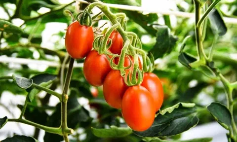 Nhật Bản chỉnh sửa gen tạo giống cà chua, ngô nếp