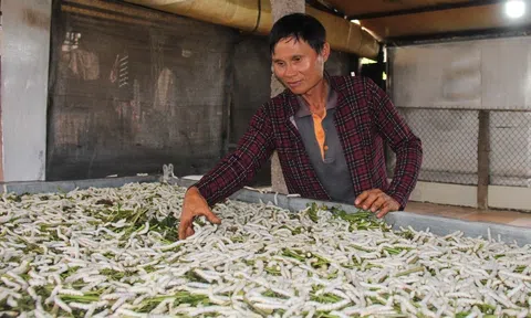 “Xanh hóa” miền cát trắng Diễn Kim từ nghề truyền thống