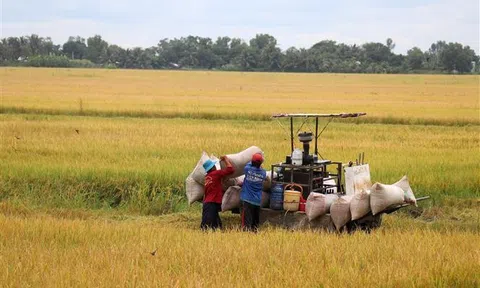 Net-Zero cho nền văn minh lúa nước, trách nhiệm của chúng ta