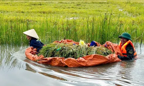 TP Huế được cấp lúa giống để phục hồi sản xuất nông nghiệp sau mưa lũ trái vụ