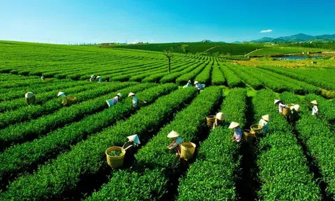 Từ vùng khai hoang đến vùng chè xanh: Thọ Bình vươn mình nhờ kinh tế xanh