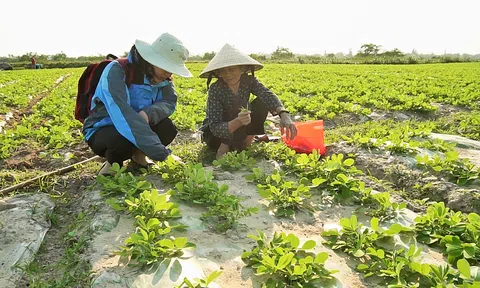 Quảng Trị triển khai dự án hơn 19 tỷ đồng hỗ trợ sinh kế, thích ứng biến đổi khí hậu