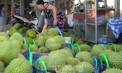 Sầu riêng Việt “hạ nhiệt” vì mất đà xuất khẩu sang Trung Quốc