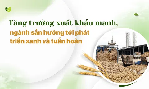 Tăng trưởng xuất khẩu mạnh, ngành sắn hướng tới phát triển xanh và tuần hoàn
