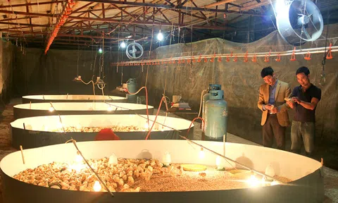 Quảng Ninh đẩy mạnh chăn nuôi an toàn, kiểm soát dịch bệnh