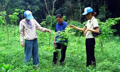 Thị trường carbon và bài toán hỗ trợ sinh kế cho 14 triệu người giữ rừng