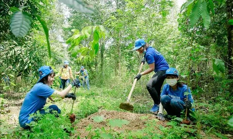 Thành phố Huế đẩy mạnh trồng rừng thay thế, hướng đến mục tiêu bền vững