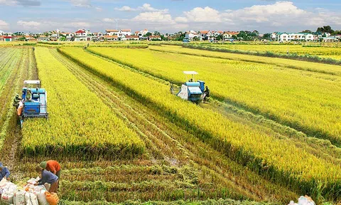 Hà Nội phát triển nông nghiệp bền vững giữa áp lực đô thị hóa và biến đổi khí hậu