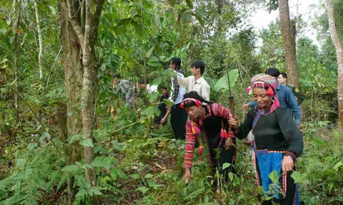 Mở đường thị trường carbon rừng: Cơ hội mới cho chủ rừng Việt Nam