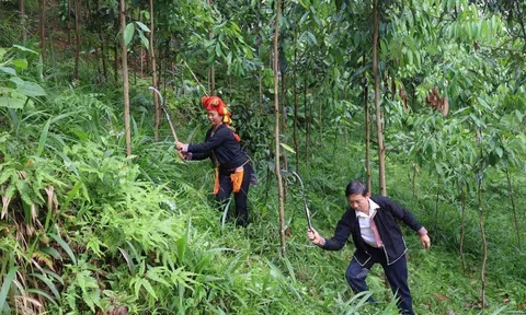 Hơn 63 tấn phân bón hữu cơ đến tay nông dân trồng quế Lào Cai