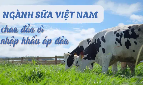 Ngành sữa Việt Nam chao đảo vì nhập khẩu áp đảo