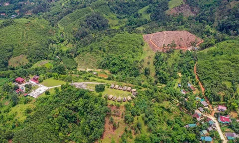 "Vàng xanh” dưới tán rừng - Khi chính sách chưa kịp đồng hành