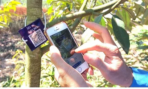 “Số hóa” gần 10.000 cây sầu riêng tại Đắk Lắk