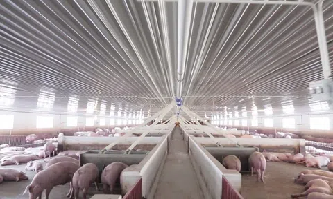 Tầm nhìn bền vững trong quy hoạch chăn nuôi của Đắk Nông