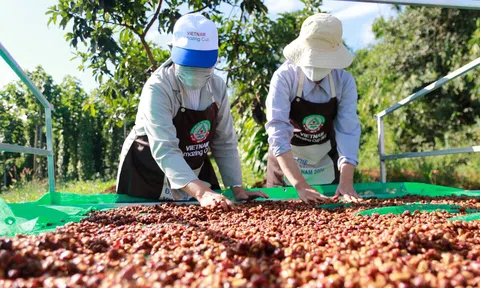 Liên kết chặt chẽ với nông dân để có nguồn cà phê lâu dài và bền vững