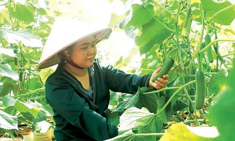 Chuyển dịch sản xuất nông sản theo hướng chất lượng cao ở Đắk Nông