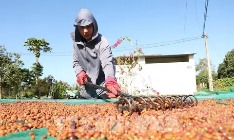 Mừng lo đan xen khi giá cà phê tăng cao