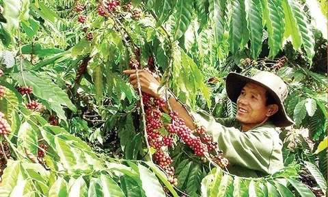 Một số cây trồng chủ lực của Đắk Nông trước nguy cơ giảm năng suất