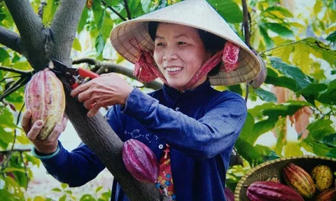 Liên kết phát triển ca cao bền vững ở Ea Na