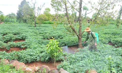Nông nghiệp xanh tạo lộ trình sản xuất bền vững của Đắk Nông