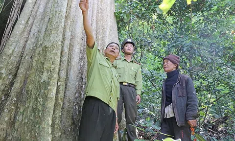 Xây dựng chính sách cụ thể cho tín chỉ carbon rừng ở Đắk Lắk