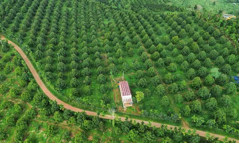 Hoàn thiện Mã vùng trồng - Củng cố giá trị “tấm hộ chiếu” cho nông sản Đắk Nông