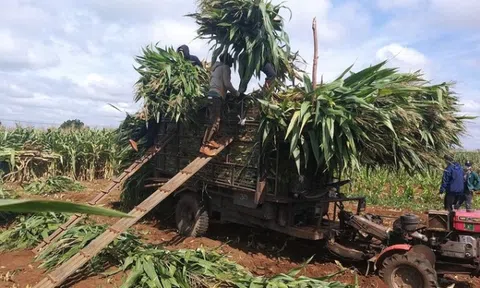Trồng ngô sinh khối - mô hình làm kinh tế mới của nông dân Krông Năng