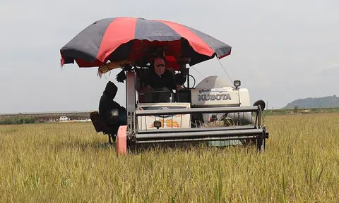 Giá trị chuỗi lúa gạo Đắk Lắk chưa phát huy hết tiềm năng