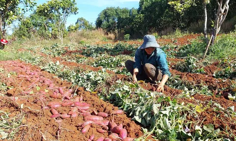 Tuy Đức ứng dụng công nghệ cao trên 1.600ha diện tích đất nông nghiệp