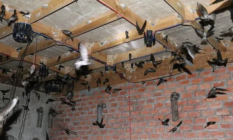 Đắk Lắk tìm giải pháp xử lý khó khăn cho nghề nuôi yến huyện vùng biên