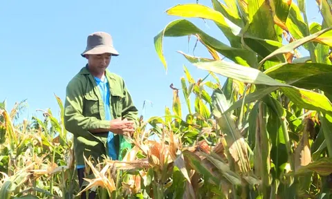 Chuyển đổi cây trồng: Từ chủ trương đến hiệu quả thực tế