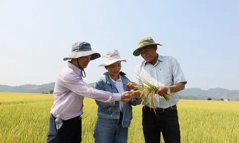 Sản xuất lúa xanh giảm phát thải - hướng đi mới mang lại lợi nhuận cho nông dân Đắk Lắk