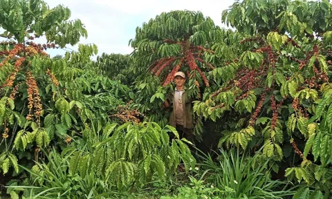 Canh tác hữu cơ: Hướng đi bền vững để nâng cao giá trị cà phê