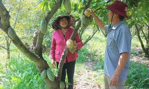 Giữ vững vị thế và phát huy giá trị cây ca cao