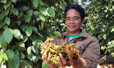 Giá hồ tiêu tăng 82% trong vòng hơn 1 tháng, người nông dân vui mừng