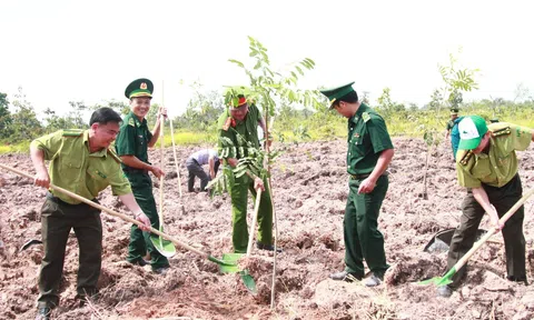 Đắk Lắk sẽ triển khai trồng mới gần 2.300 ha rừng bắt đầu từ năm nay