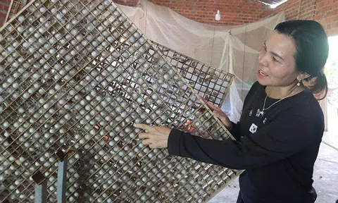 Nghề 'ăn cơm đứng' ở huyện Lắk tạo thu nhập ổn định cho người dân