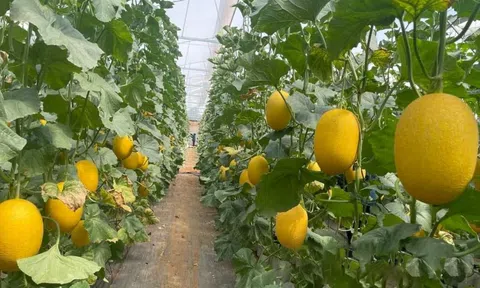 Trồng dưa công nghệ cao: Hướng đi mới “hái ra tiền” của nông dân Đắk Nông