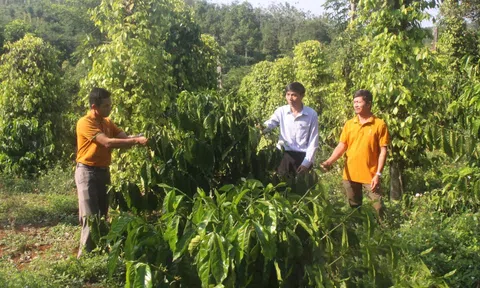 Hướng nông dân tham gia vào kinh tế tập thể để phát triển nông nghiệp