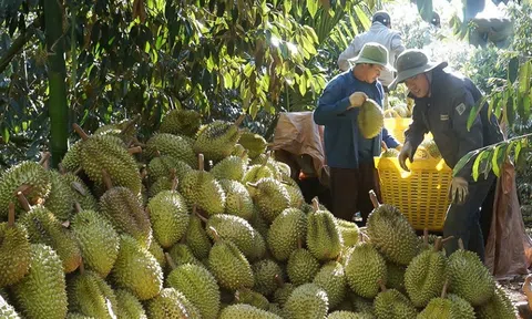 'Giữ chân' thị trường bằng việc sản xuất sầu riêng sạch chất lượng cao